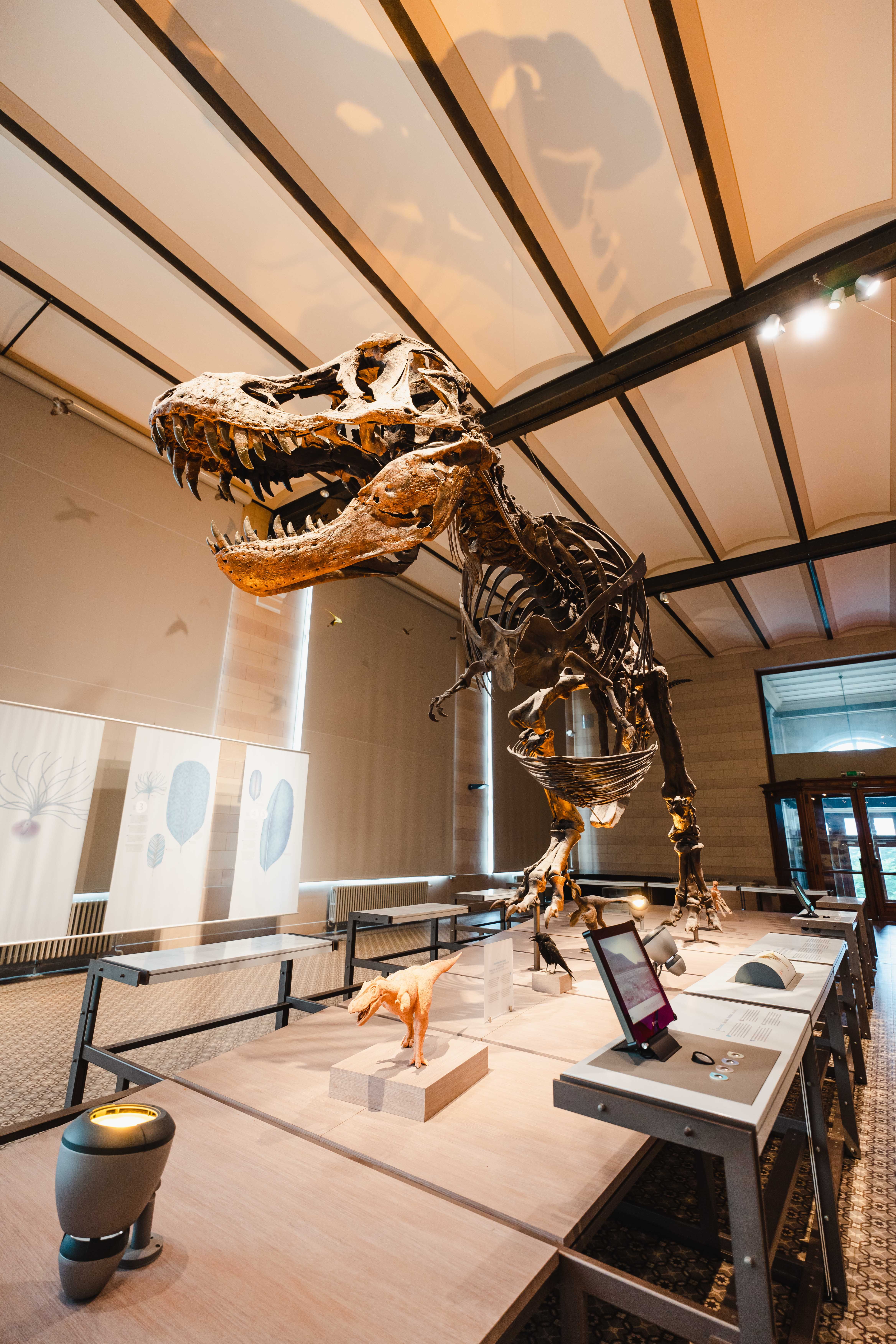 Naturhistorisches Museum in Brüssel