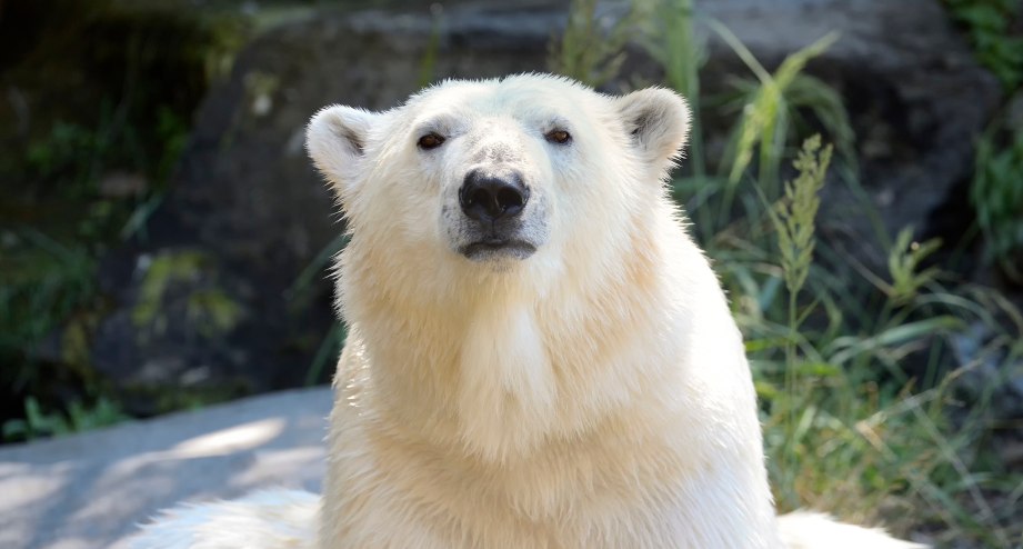 Eisbär in Tierpark Berlin - BAHNHIT.DE, © Tierpark Berlin