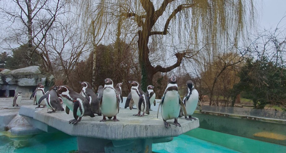 Kölner Zoo-4-Pinguine, © BAHNHIT.DE | Ulrike Strempel