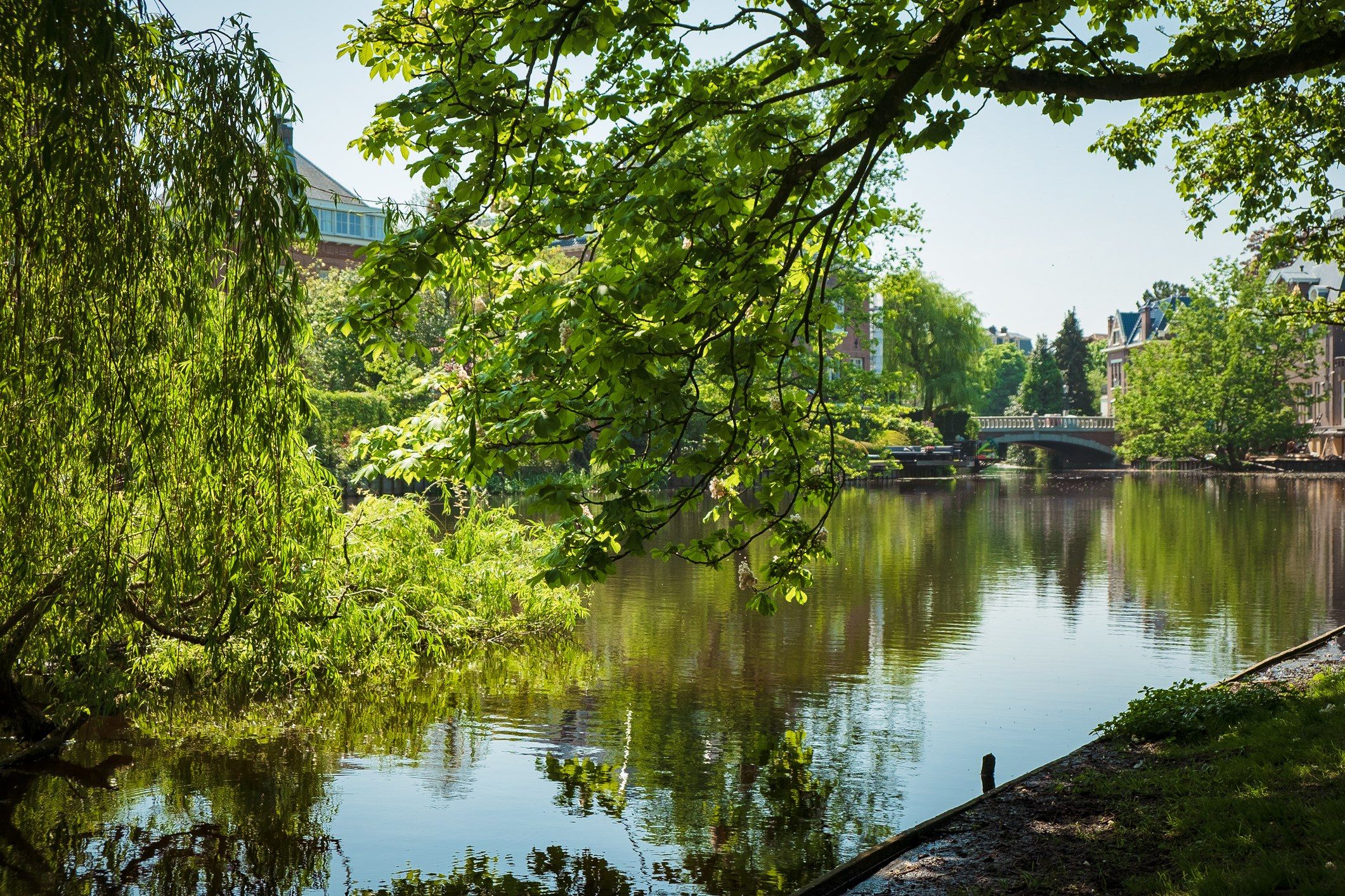 Schattiger Platz am Wasser mit vielen Bäumen
