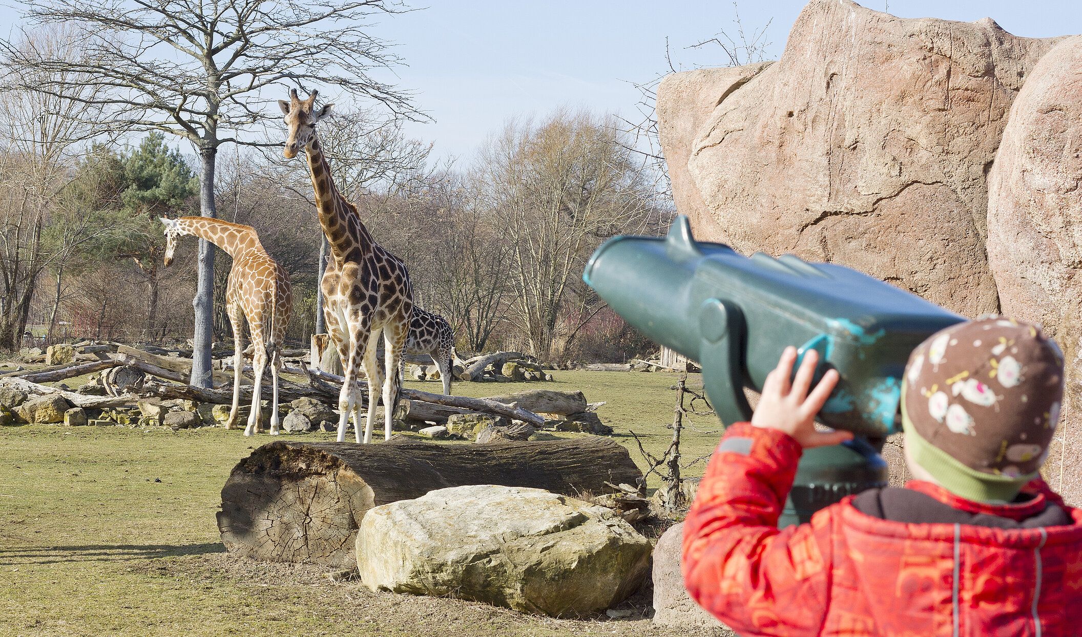 Kind mit Mütze beobachtet Giraffen im Zoo Leipzig durch ein Fernroh