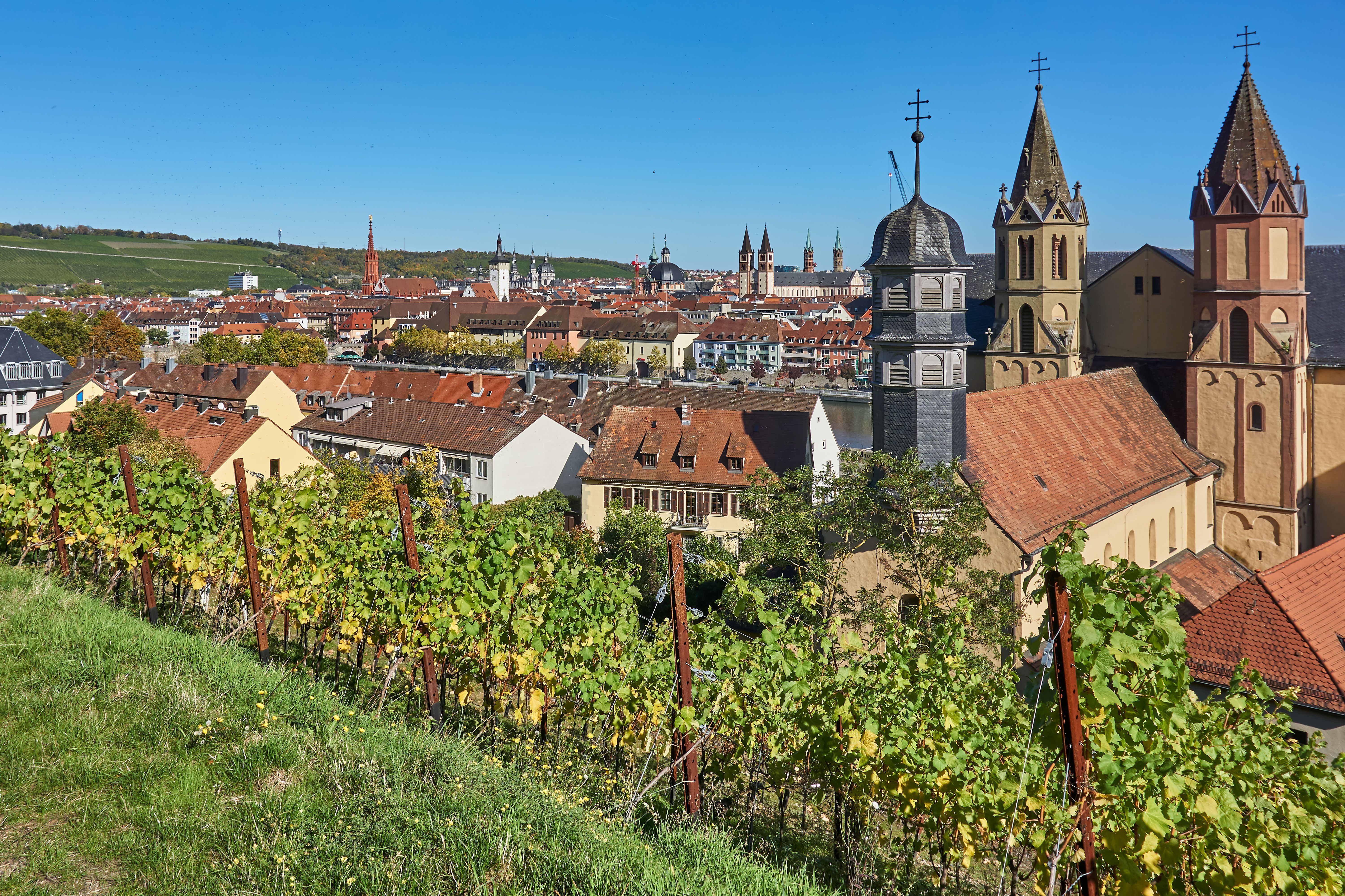 Weinberg vor der Würzburger Stadtsilhouette
