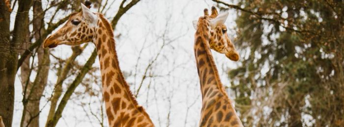 Zwei Giraffen im Zoo Basel