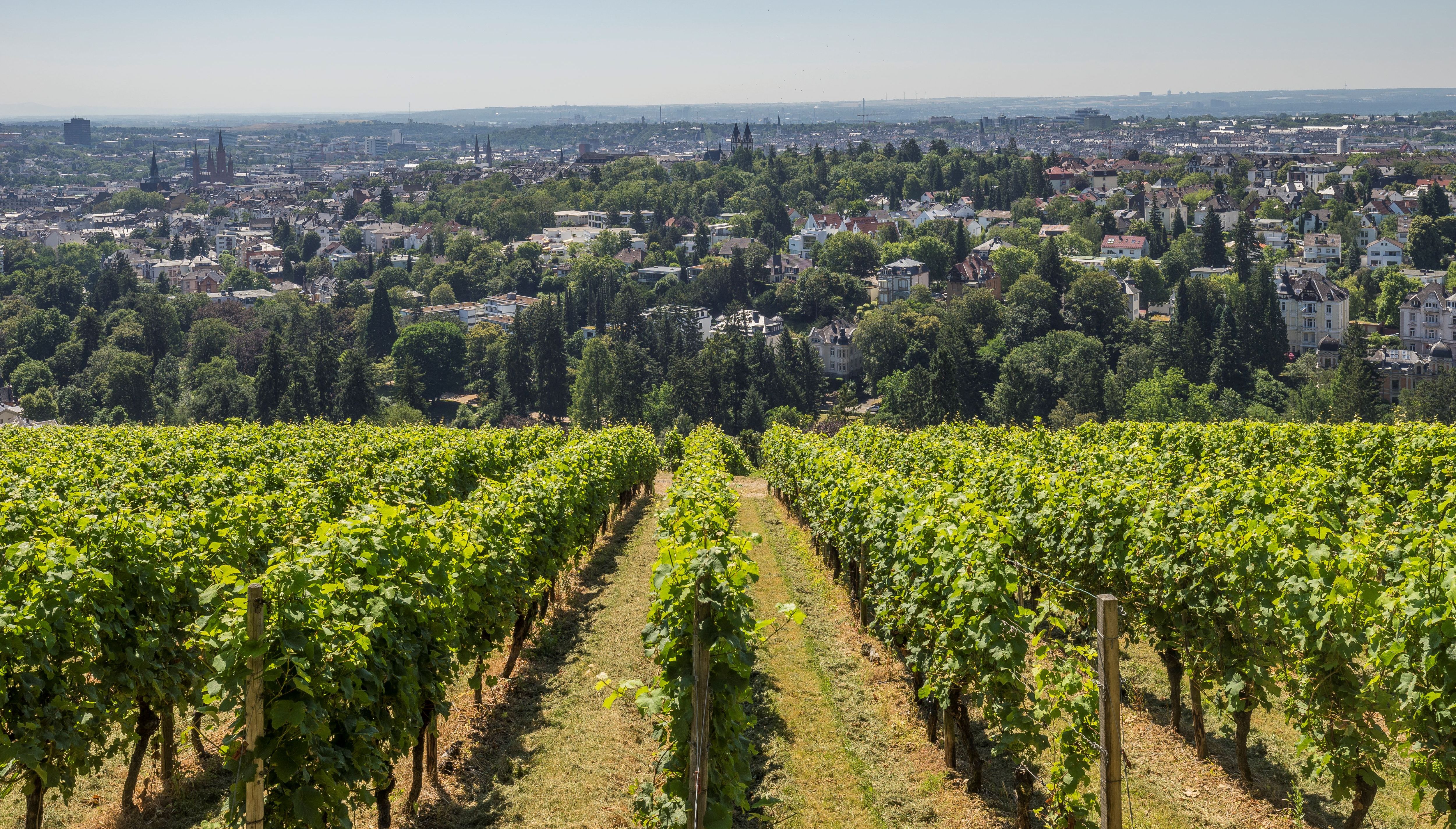Weinreben auf dem Neroberg in Wiesbaden
