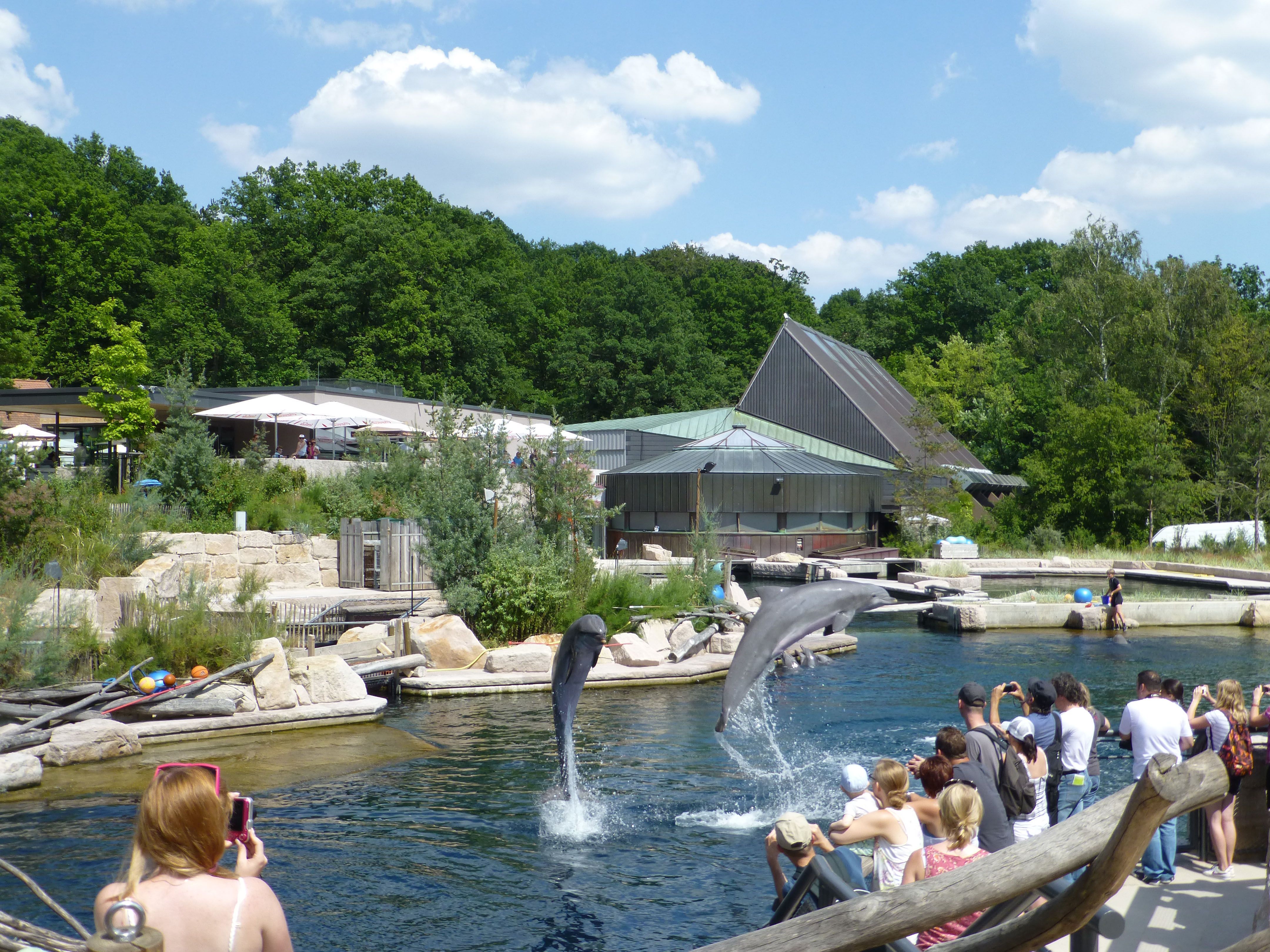 Delfinshow vor Publikum im Tiergarten in Nürnberg