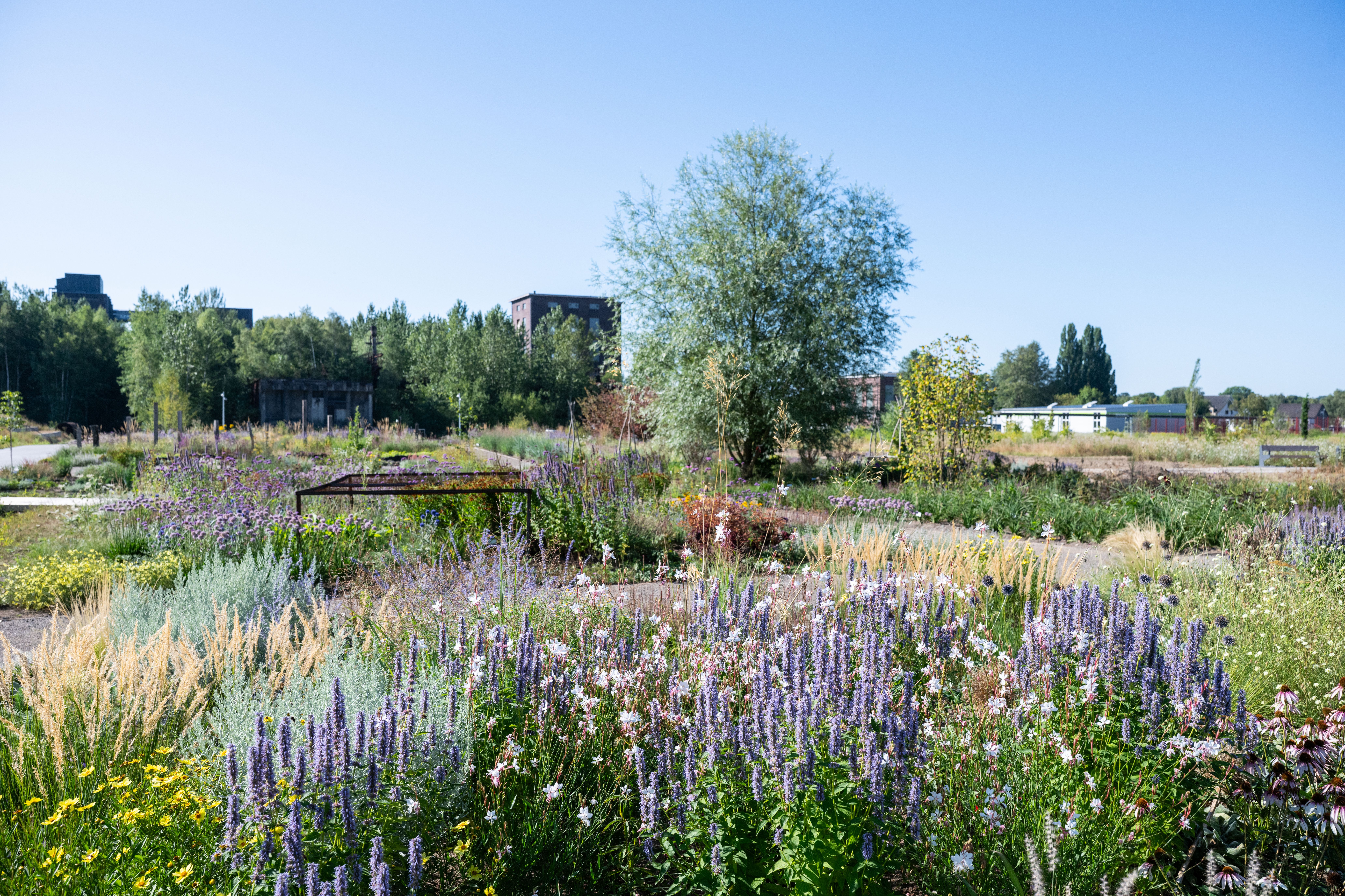 Blumen im Zukunftsgarten Dortmund