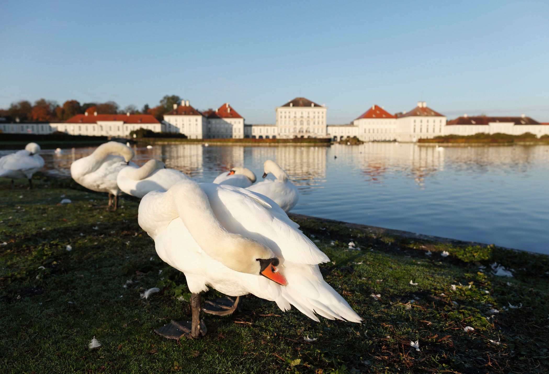 Schwäne vor Schloss Nymphenburg