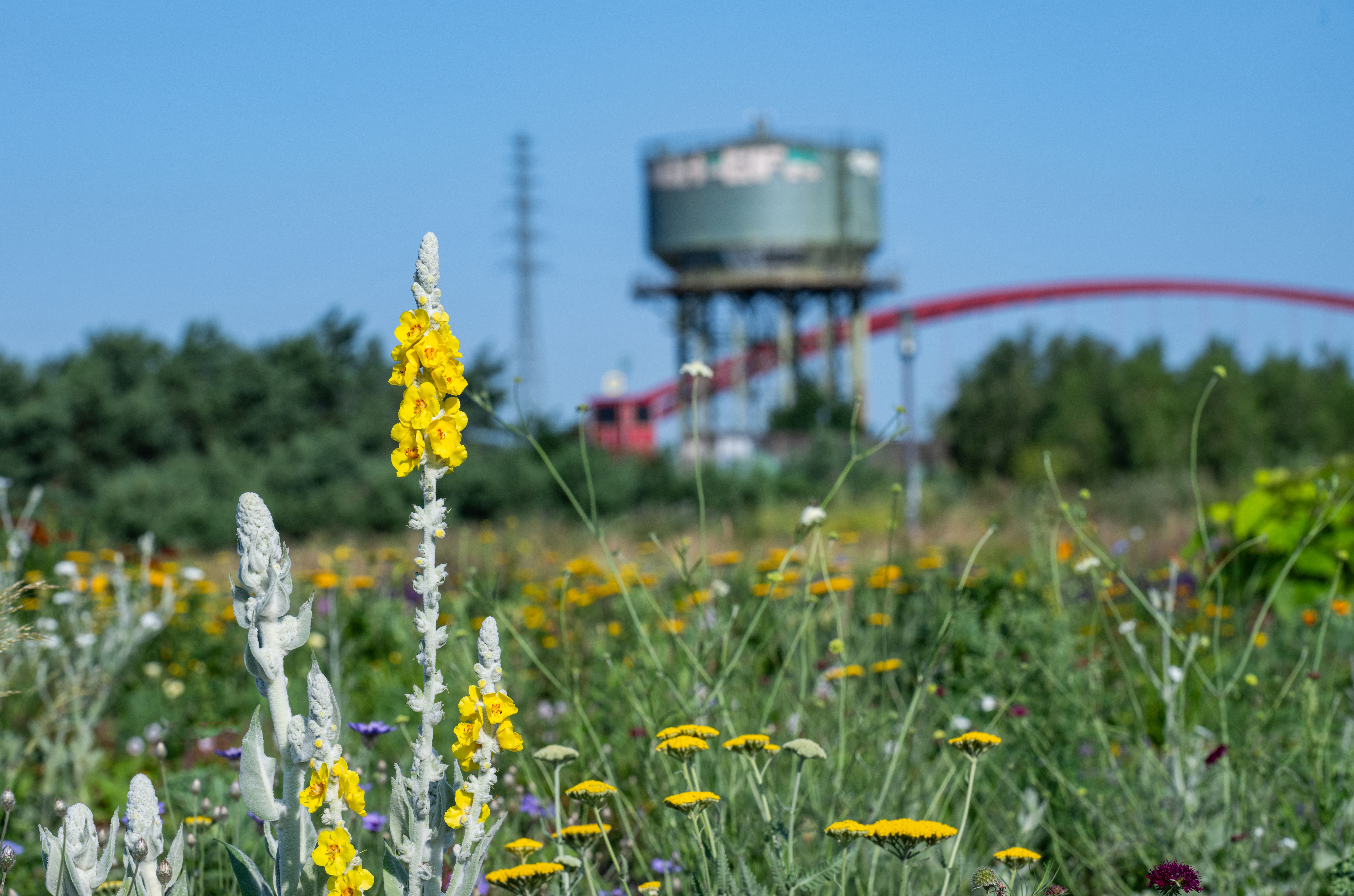 Blühende Wiese und Blick auf den Wasserturm.