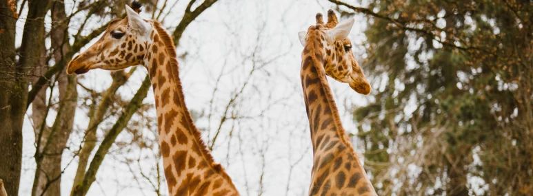 Zwei Giraffen im Zoo Basel