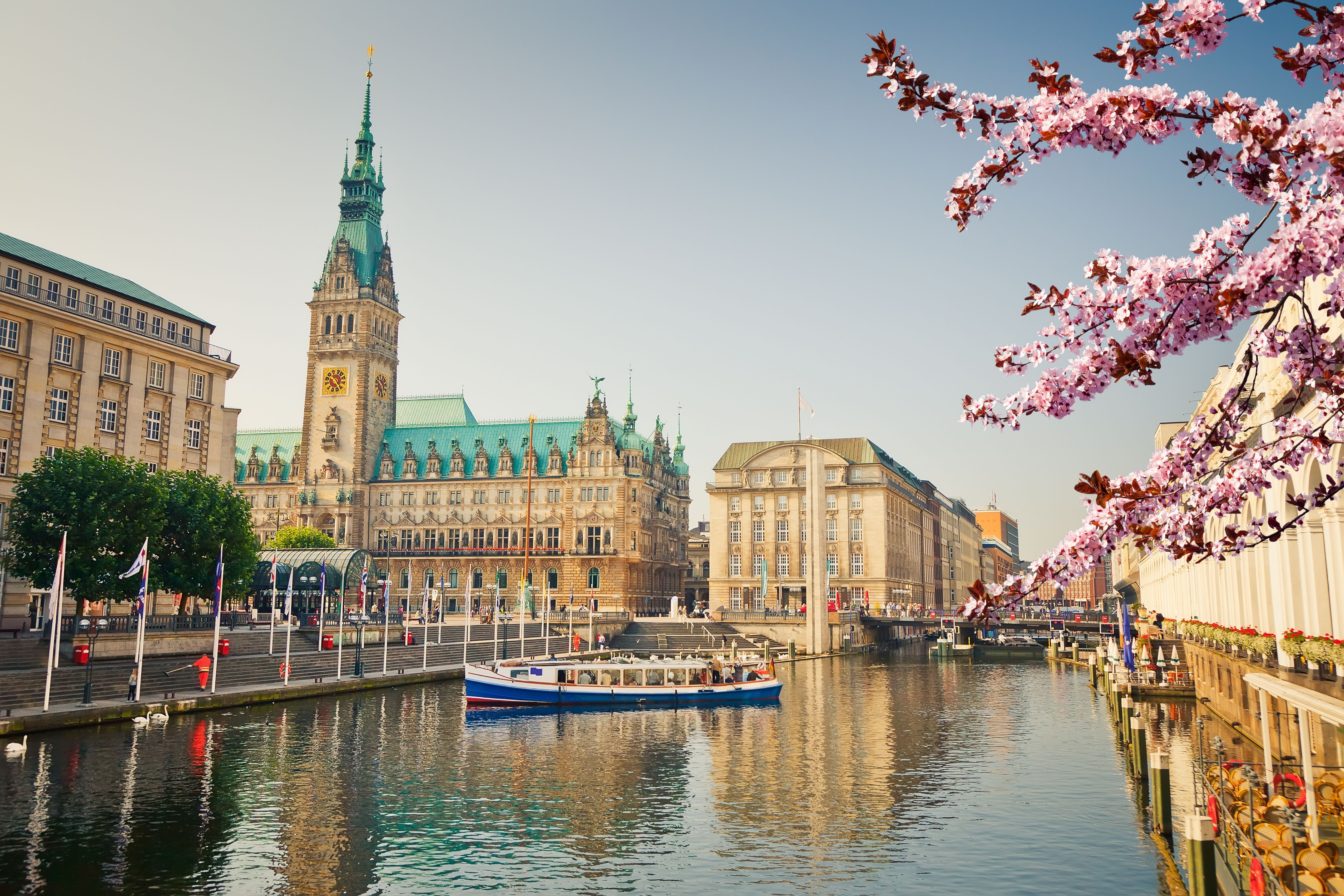 Boot auf der Alster, ein Kirschblütenbaum am Rande und das Rathaus Hamburg im Hintergrund