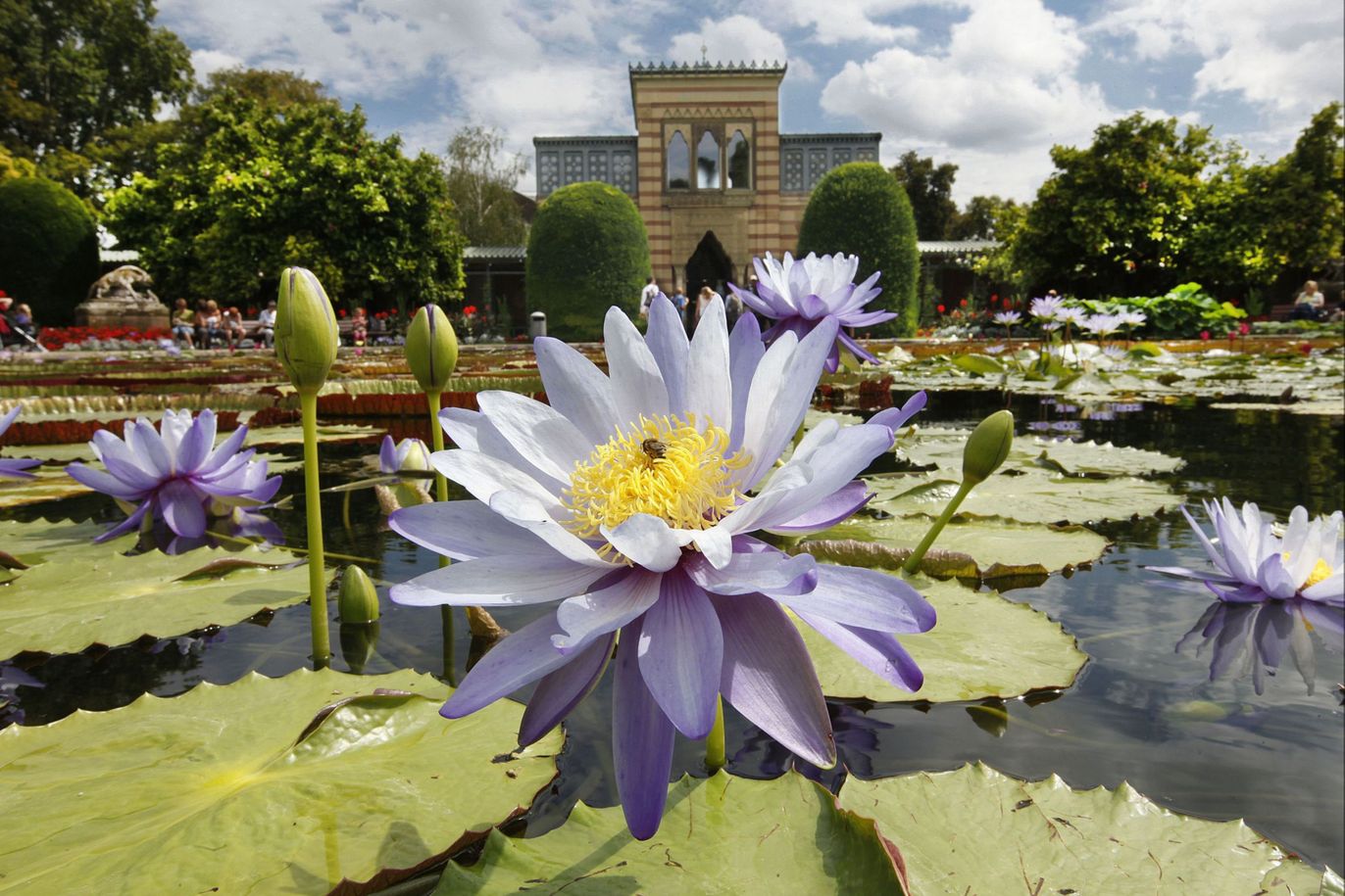 Seerosenteich im Tierpark Wilhelma in Stuttgart 