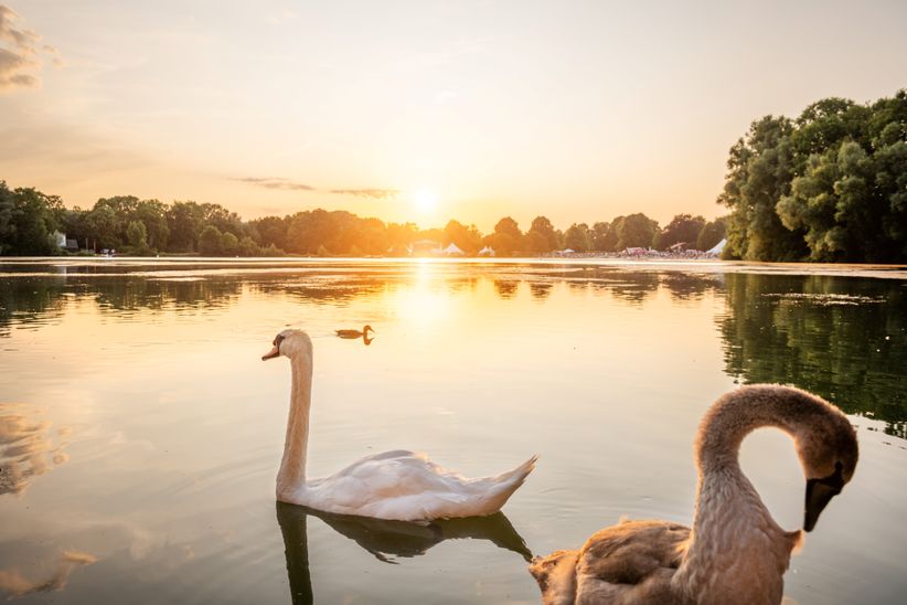Schwäne auf dem Hohnsensee in Hildesheim bei Abenddämmerung