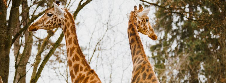 Zwei Giraffen im Zoo Basel - BAHNHIT.DE, © getty, Foto:  Yelizaveta Tomashevska
