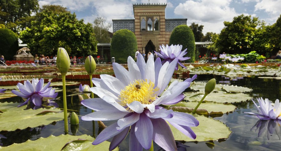 Seerosenteich im zoologisch-botanischen Garten Wilhelmina - BAHNHIT.DE, © getty, Foto: Wilhelmina