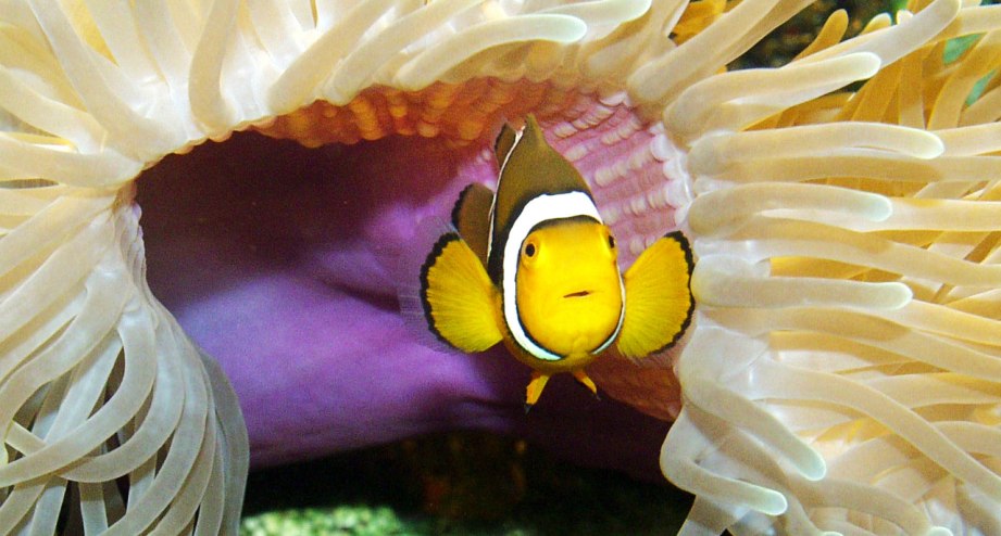 SEA LIFE-Clownfisch, © Merlin Entertaiment