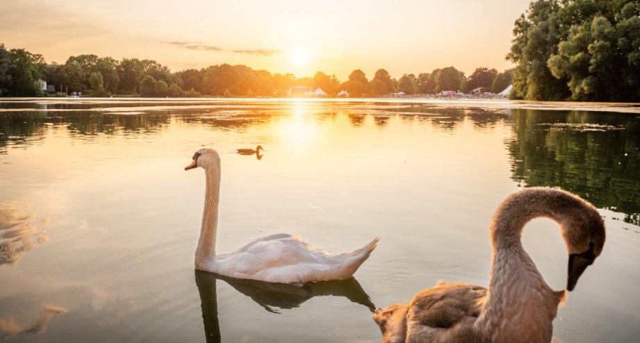Hohnsensee in Hildesheim. - BAHNHIT.DE, © Hildesheim Marketing GmbH, Foto Dagmar Schwelle