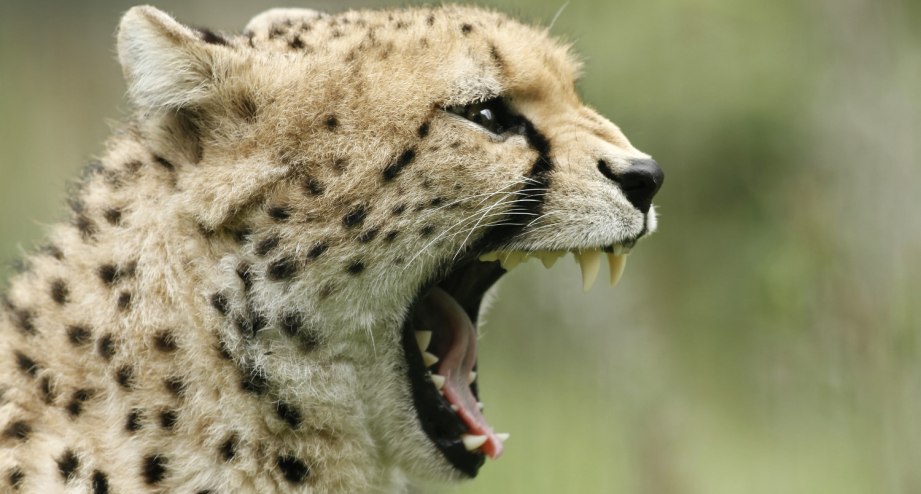 Gepard im Tierpark Berlin. Besuchen Sie Europas größten Landschaftstiergarten. - BAHNHIT.DE, © Tierpark Berlin