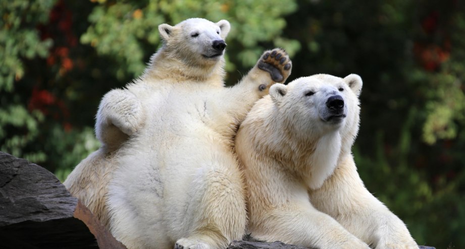 Gallerie-BWC-Leistungen-Eisbaeren_Tonja_und_Hertha, © Tierpark Berlin