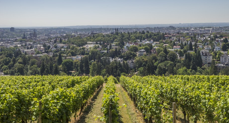 Wiesbaden Reben  vor Panorama, © Getty Images Patrice von Collani