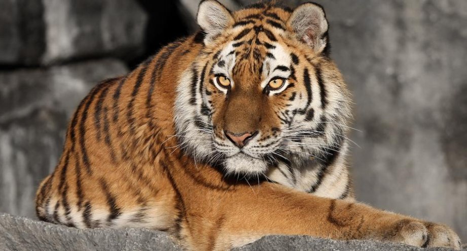 Amurtiger im Tierpark Berlin. Besuchen Sie den grüßten Landschaftstiergarten in Europa. - BAHNHIT.DE, © Tierpark Berlin