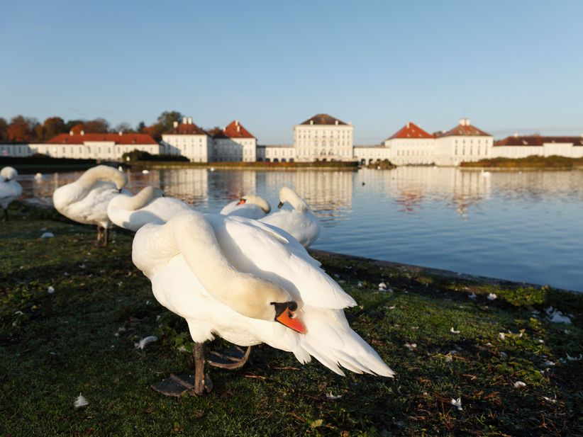 Schwäne vor Schloss Nymphenburg in München