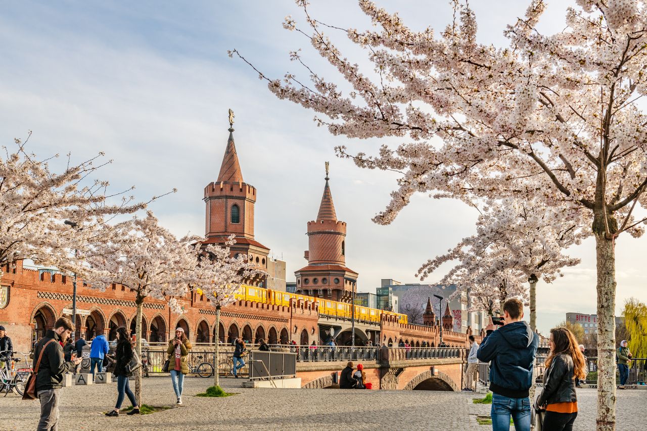 Kirschbäume in voller Blüte an der Oberbaumbrücke in Berlin