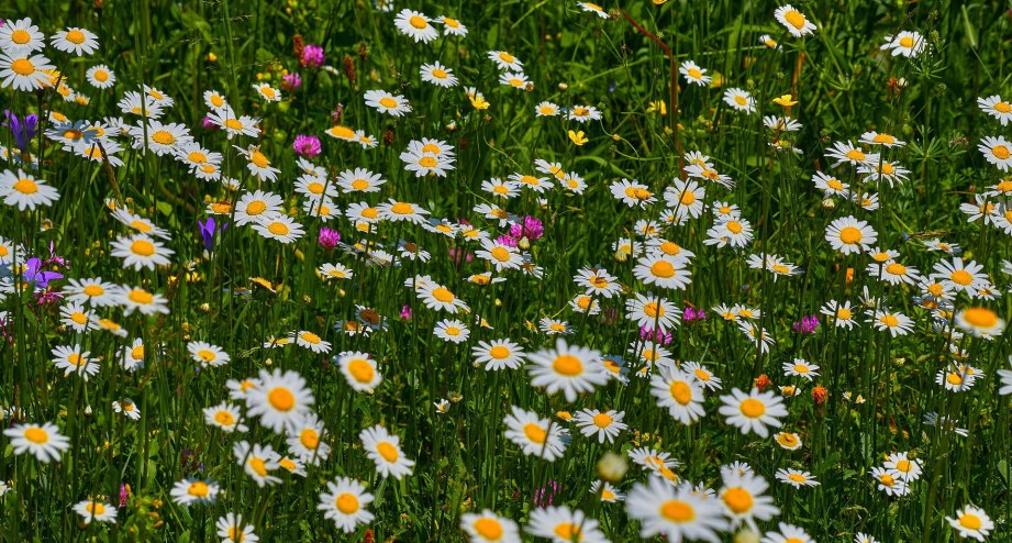 Blumenwiese Tirol, © pixabay