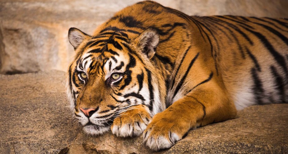 Sumatiger im Tierpark Berlin. Besuchen Sie den größten Landschaftstiergarten Europas. - BAHNHIT.DE, © Tierpark Berlin