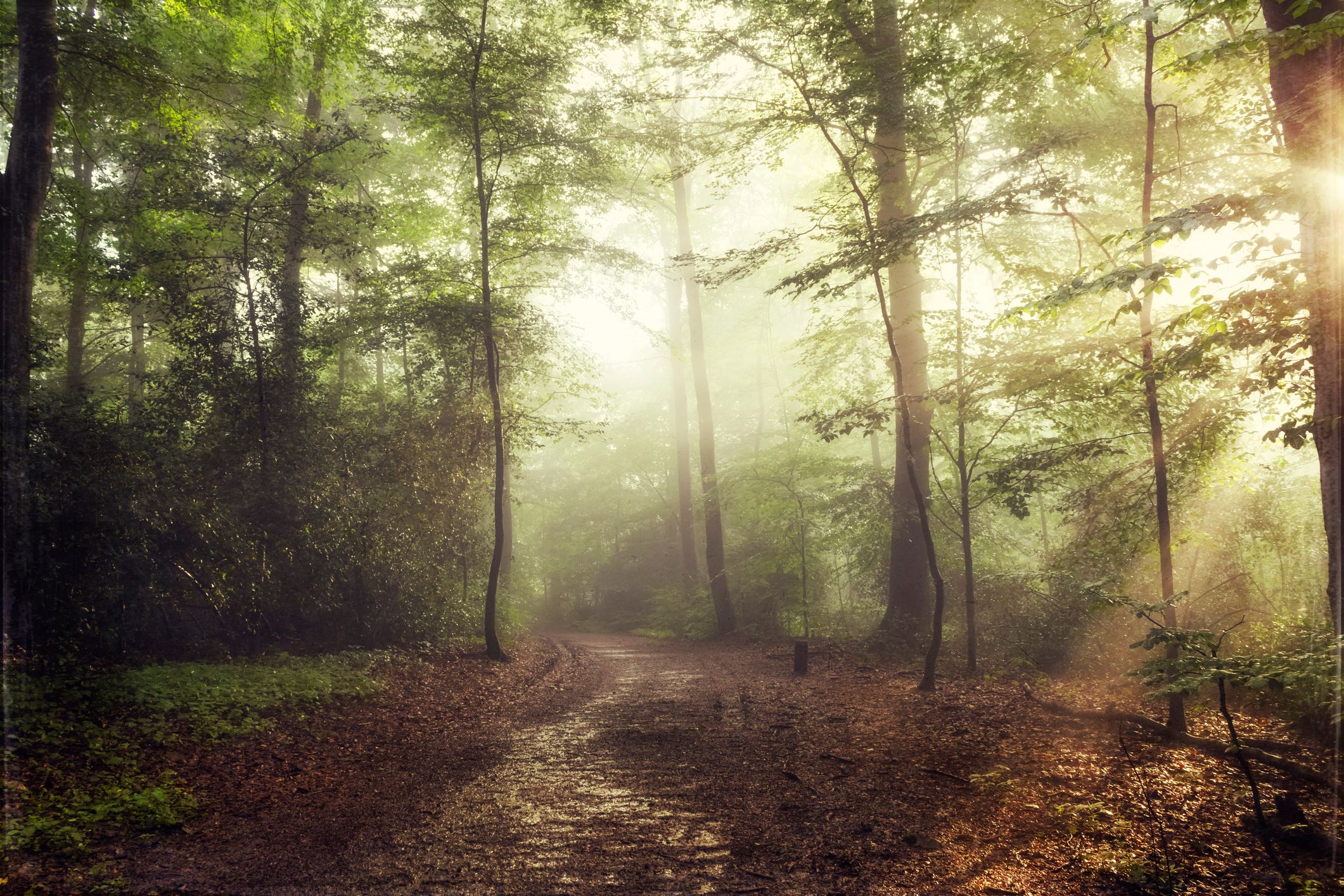 Vernebelter Wald bei Wuppertal mit Sonnenstrahlen