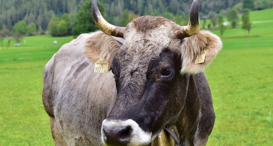 Kuh Tirol, © pixabay