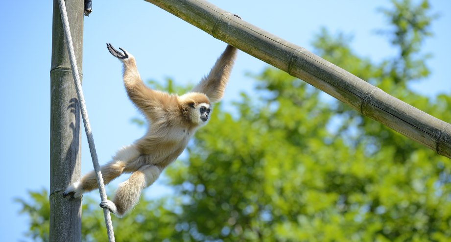 Weisshandgibbon im Tierpark Berlin. Besuchen Sie Europas größten Landschaftstiergarten. - BAHNHIT.DE, © Tierpark Berlin