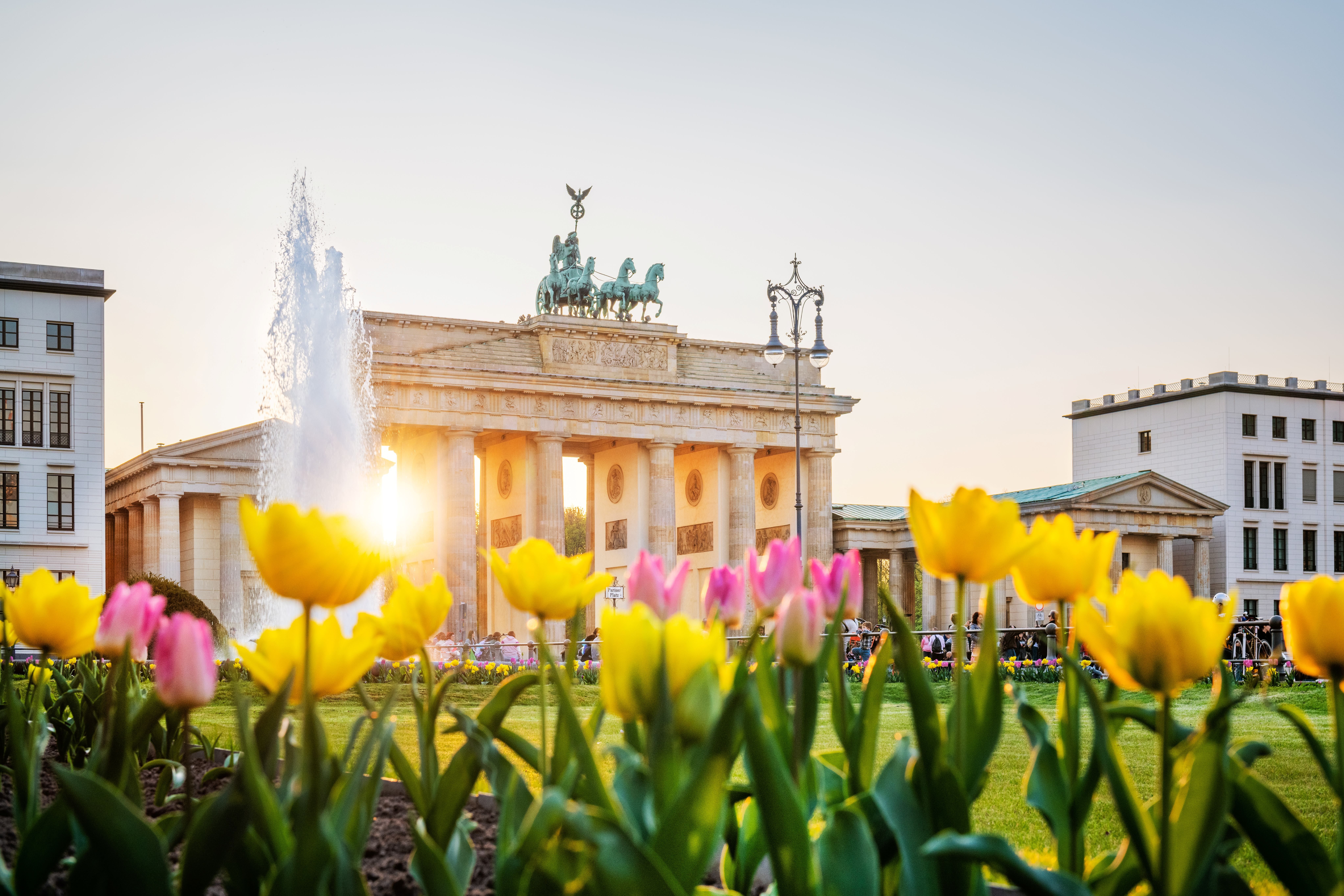 Gelbe und pinke Tulpen vor dem Brandenburger Tor in Berlin bei Sonnenschein