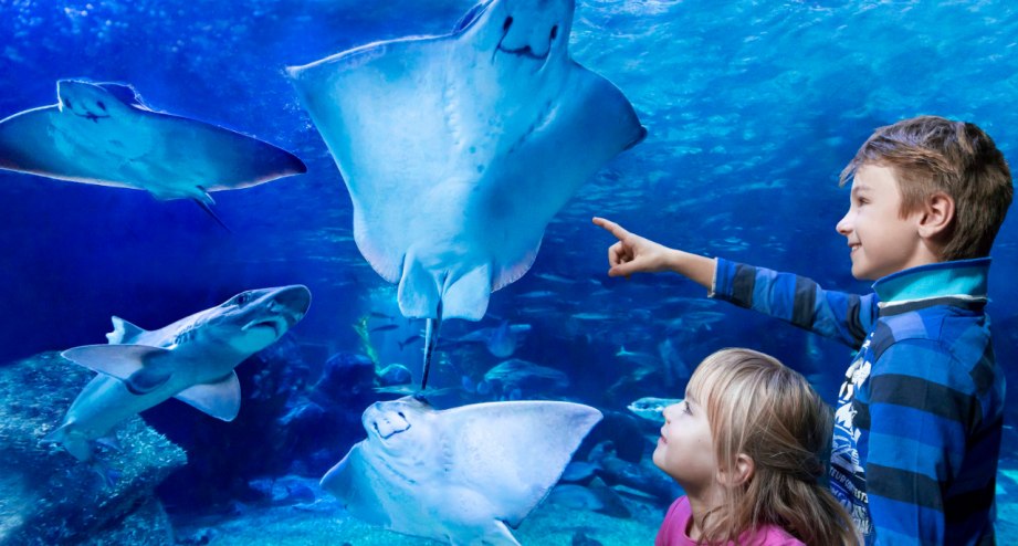 Gallerie-BWC-Leistungen-SEALIFE, © Merlin-Entertainment